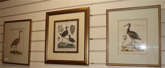 After George Edwards, three 18th century coloured engravings of birds, largest 11 x 8in.